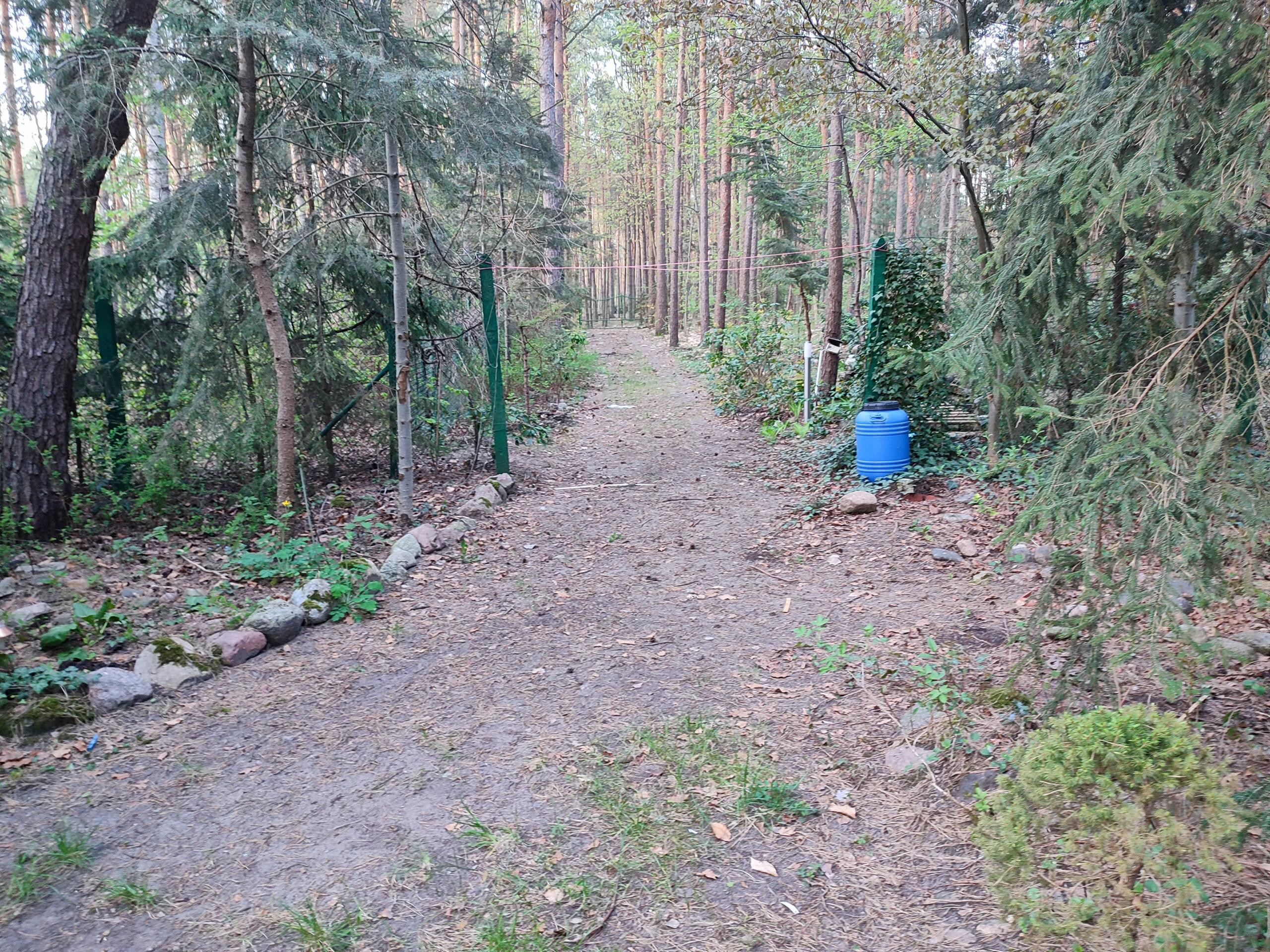 Ścieżka leśna